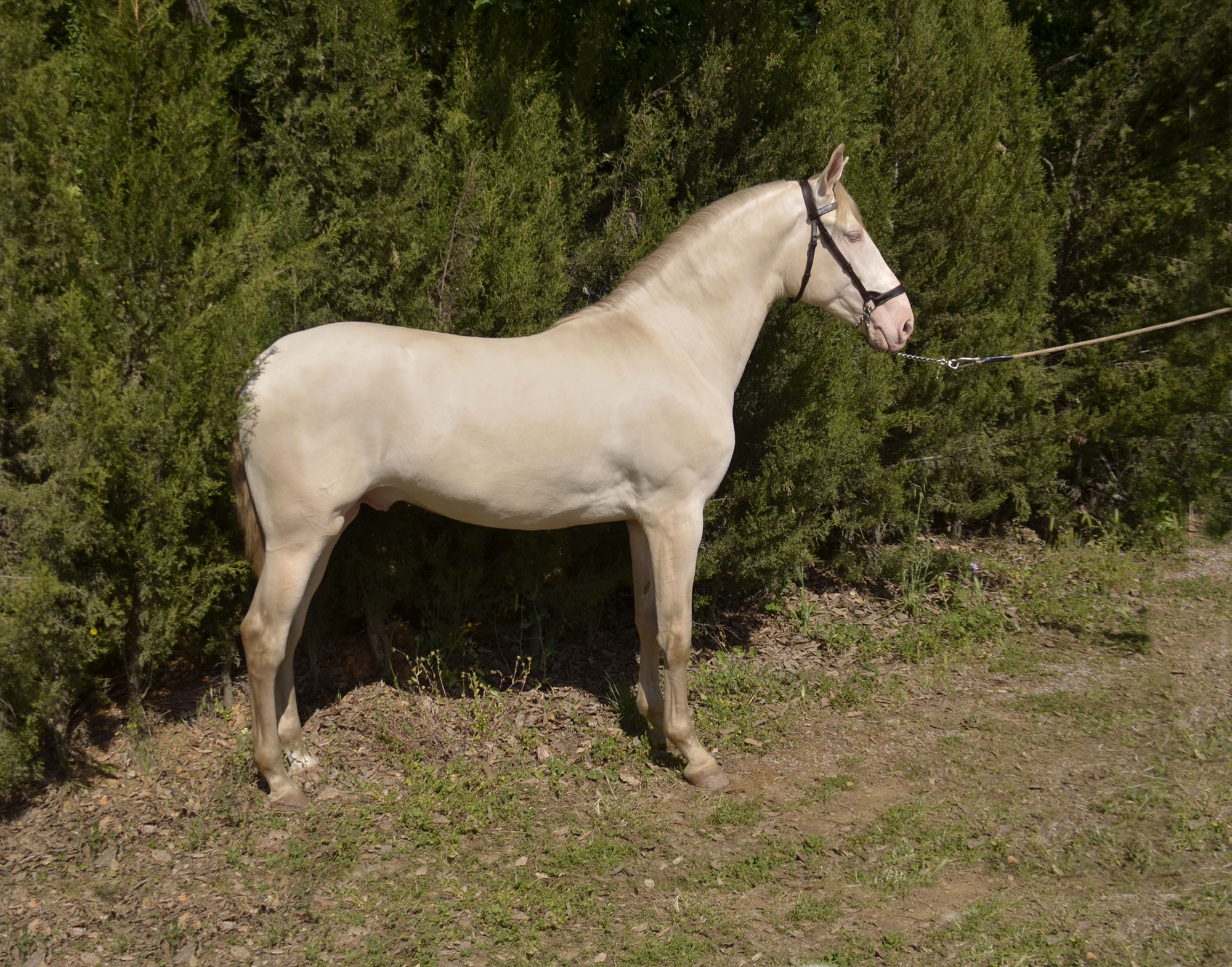 Caballo en Venta